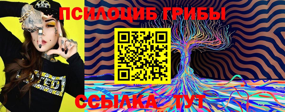Галлюциногенные грибы Psilocybe Нововоронеж